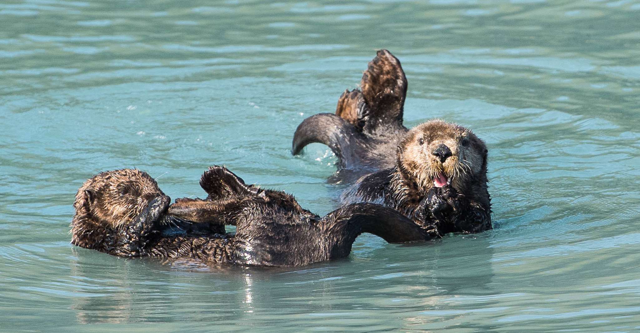 From Seward, Half-Day Resurrection Bay Wildlife Cruise Tour - Hizvo