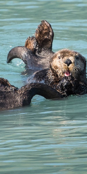 From Seward: Half-Day Resurrection Bay Wildlife Cruise Tour | GetYourGuide