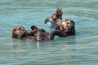 Von Seward, Halbtagestour Resurrection Bay Wildlife Cruise - Hizvo