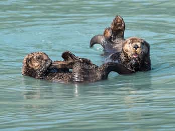 Seward: Halbtägige Bootstour auf den Kenai Fjords Seward: Halbtägige Bootstour auf den Kenai Fjords
