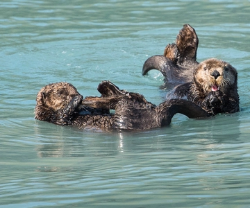 From Seward: Half-Day Resurrection Bay Wildlife Cruise Tour
