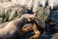 Von Seward, Halbtagestour Resurrection Bay Wildlife Cruise - Hizvo