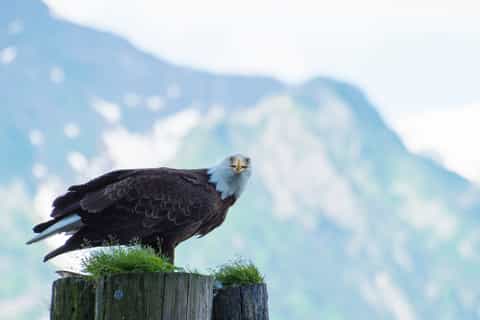 Seward: Kenai Fjords Half Day Wildlife Cruise