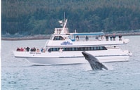 Von Seward, Halbtagestour Resurrection Bay Wildlife Cruise - Hizvo