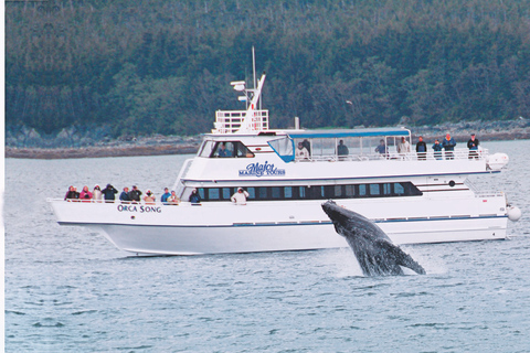 From Seward: Half-Day Resurrection Bay Wildlife Cruise Tour 4 Hour 12:30 PM Departure