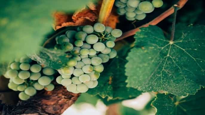 verona classic valpolicella wine tasting experience