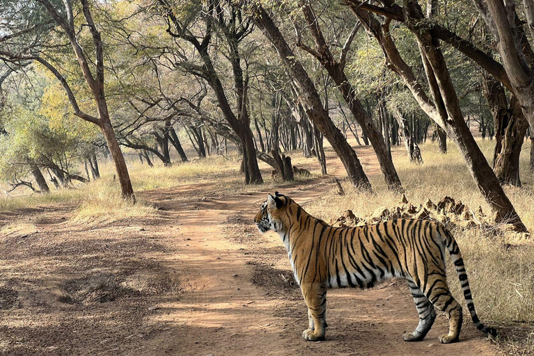 Excursión de un día a Sariska: emocionante safari de tigres con desayunoTour privado con transporte y desayuno.