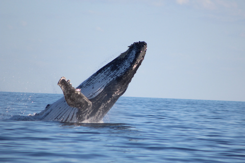 Hervey Bay: Half-Day Whale Watching Cruise with Meal