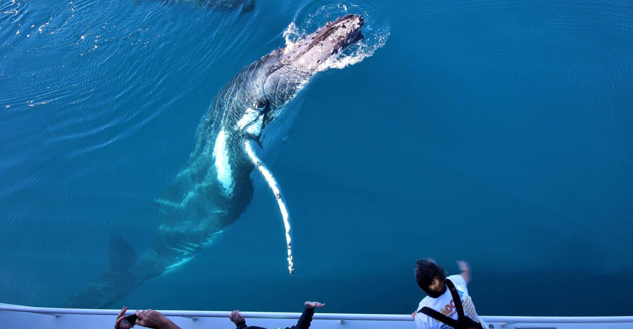 Hervey Bay, Half-Day Whale Watching Experience - Housity