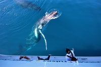 Hervey Bay, een halve dag Whale Watch-ervaring - Housity