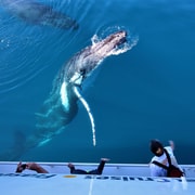 Hervey Bay Half Day Whale Watching Cruise With Meal GetYourGuide