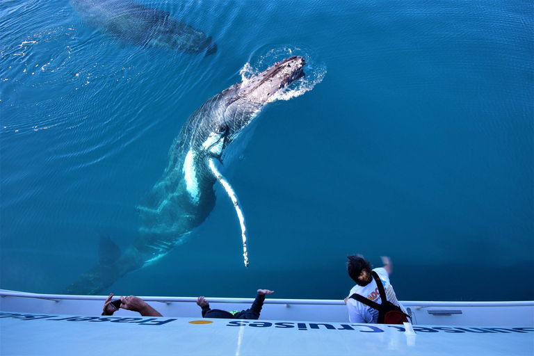 Hervey Bay: Half-Day Whale Watching Cruise with Meal