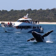 Hervey Bay Half Day Whale Watching Cruise With Meal GetYourGuide