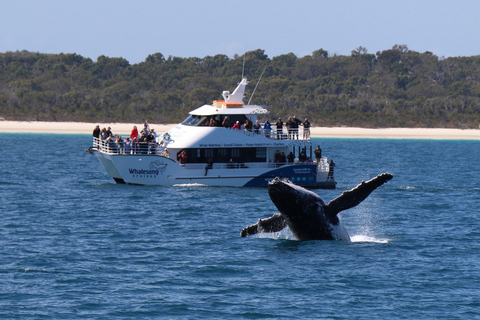 Hervey Bay: Half-Day Whale Watching Cruise with Meal