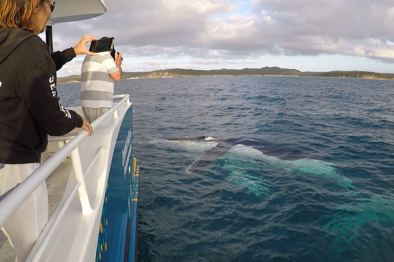 Hervey Bay: Half-Day Whale Watching Cruise with Meal