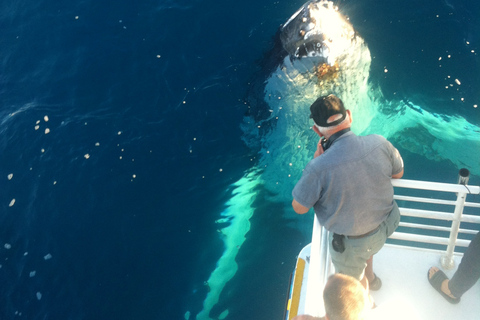 Hervey Bay: Half-Day Whale Watching Cruise with Meal