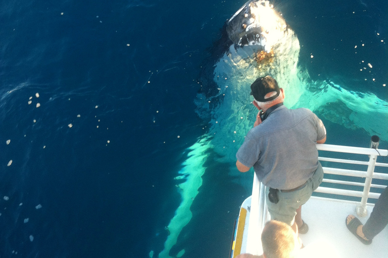 Hervey Bay: Half-Day Whale Watching Cruise with Meal