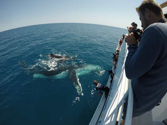 Hervey Bay: Half-Day Whale Watching Cruise with Meal | GetYourGuide