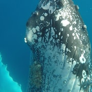 Hervey Bay Half Day Whale Watching Cruise With Meal GetYourGuide