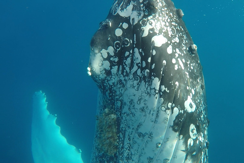 Hervey Bay: Half-Day Whale Watching Cruise with Meal