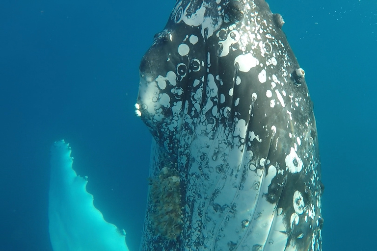 Hervey Bay: Half-Day Whale Watching Cruise with Meal
