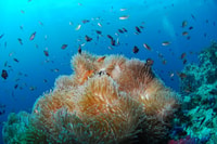 Tour en barco de Boracay, Isla y Playa con Snorkeling - Hizvo