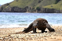 Komodo Island, voyage en bateau privé de 4 jours avec hébergement et repas - Hizvo