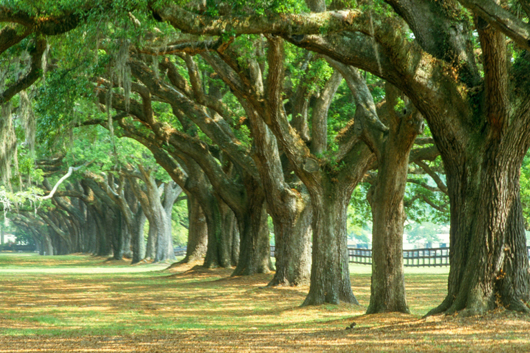 Charleston: Pase turístico con más de 40 atraccionesPase de 1 día por Charleston