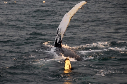 Reykjavík: rejs z obserwacją wielorybów o północy