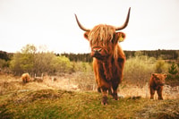 From Edinburgh, Loch Ness and The Highlands Tour with Cruise - Housity
