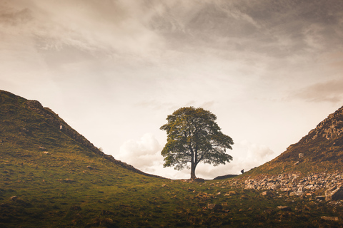 Hadrian&#039;s Wall &amp; Romeins Brittannië 1-daagse tour vanuit EdinburghEdinburgh: Muur van Hadrianus &amp; Romeins Britannia dagtour