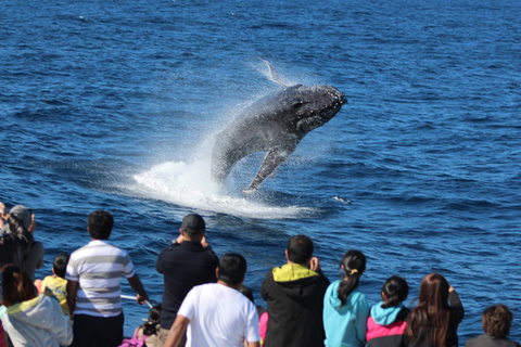 Moreton Eiland: Tangalooma Dagtrip &amp; Walvistour