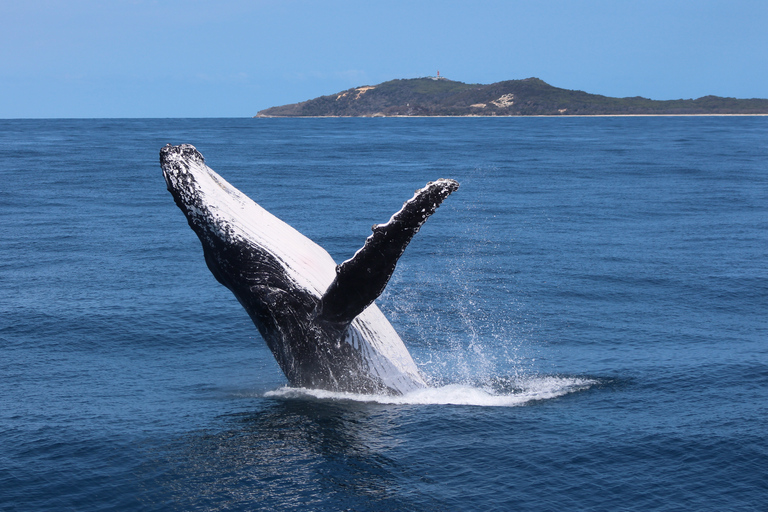 Moreton Eiland: Tangalooma Dagtrip &amp; Walvistour