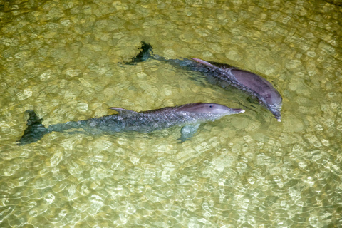 Moreton Island: Tangalooma Whale Watching & Dolphin Viewing Tangalooma Whale Watching, Sunset Cocktail & Dolphin Viewing