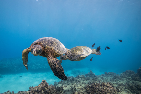 Oahu : Plongée sous-marine dans les récifs peu profonds pour les plongeurs certifiésOahu: Plongée sous-marine Shallow Reef pour les plongeurs certifiés