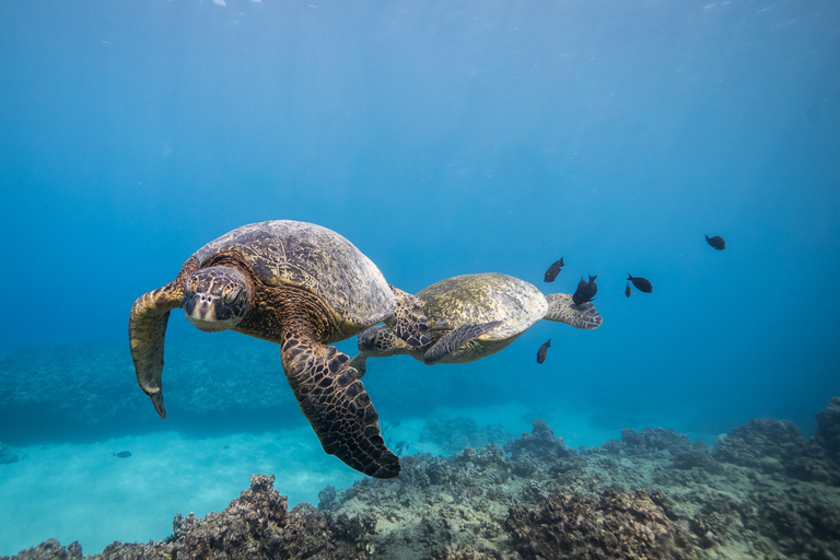 Oahu: Duiken in ondiep rif voor gebrevetteerde duikersOahu: Shallow Reef Scuba Dive voor gecertificeerde duikers