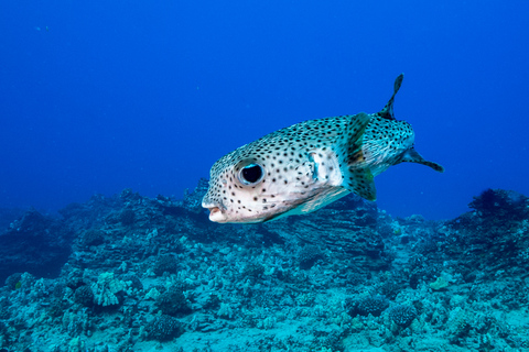 Oahu: Flachwassertauchen am Riff für zertifizierte TaucherOahu: Shallow Reef Scuba Dive für zertifizierte Taucher