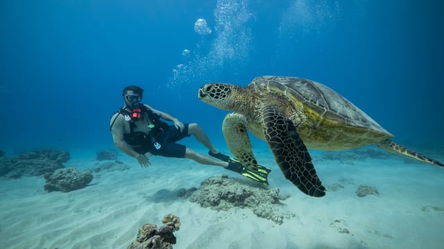 Oahu: Waikiki Discovery Scuba Diving for Beginners