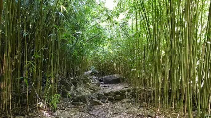 maui jungle and waterfall hiking adventure