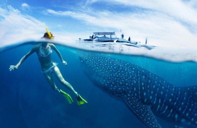 Visit From Cebu Whale Shark Tour and Inambakan Falls Private Tour in Badian, Philippines