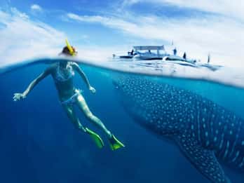 Cebu : requins-baleines d'Oslob, chutes de Tumalog et plongée avec masque et tuba pour les sardines