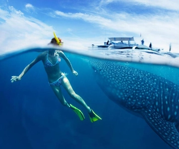 Cebu: Oslob Whale Sharks, Tumalog Falls & Sardine Snorkeling