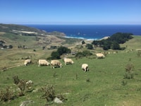 Dunedin, City Highlights und Otago Peninsula Scenery - Hizvo