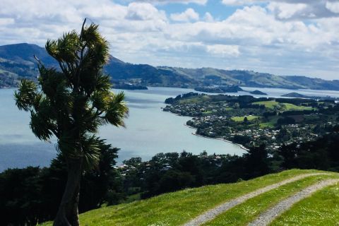 Dunedin: City Highlights and Otago Peninsula Scenery