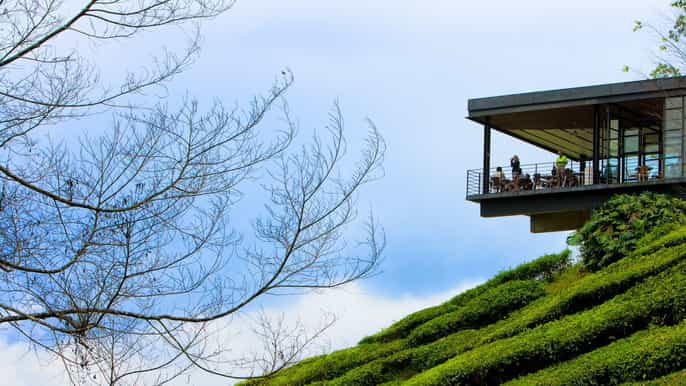 cameron highlands shared fullday tour from kuala lumpur