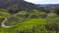 From Kuala Lumpur, Cameron Highlands Day Tour with Lunch - Housity