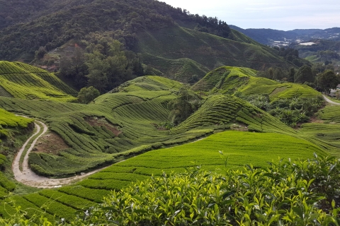 Cameron Highlands: Całodniowa wycieczka do Kuala Lumpur