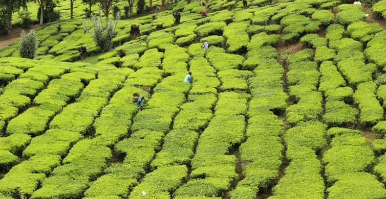 From Kuala Lumpur: Cameron Highlands Day Tour with Lunch | GetYourGuide