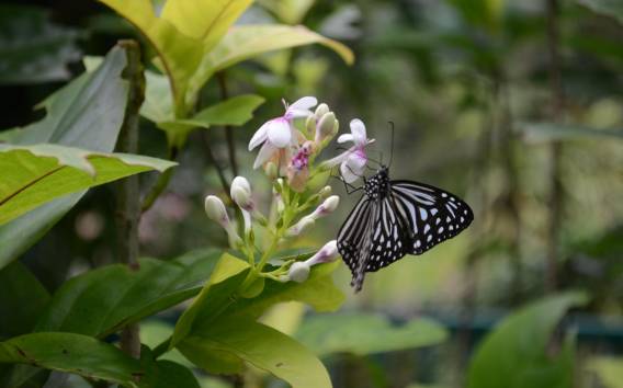 Kuala Lumpur: Gemeinsame Natur-, Vogel- und Schmetterlingspark-Tour
