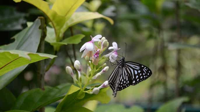 kuala lumpur nature bird butterfly park shared tour